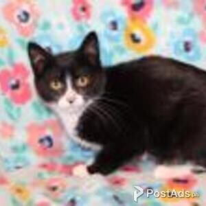 manx kittens | PostAds PH