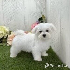 maltese puppies | PostAds PH