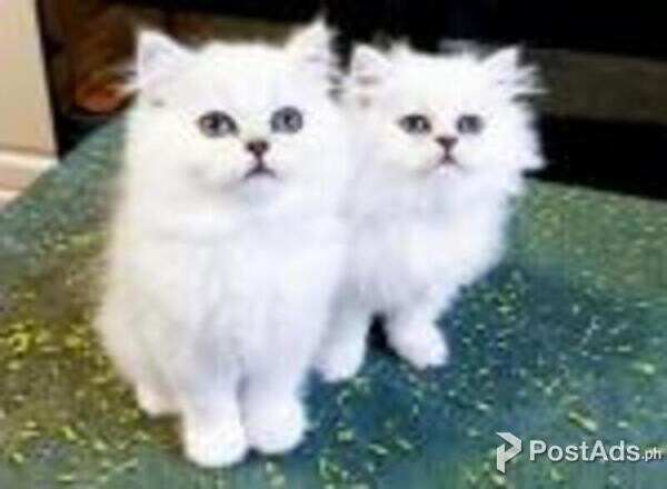 persian kittens