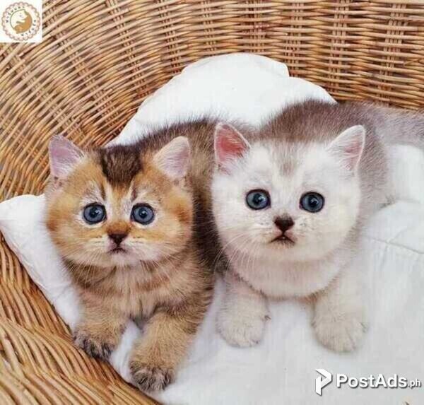 scottish fold kittens
