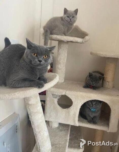 healthy male and female kittens