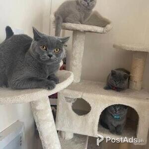 healthy male and female kittens | PostAds PH
