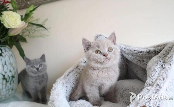 home raised purebred BSH kittens