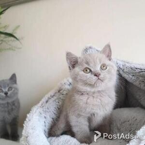home raised purebred BSH kittens | PostAds PH