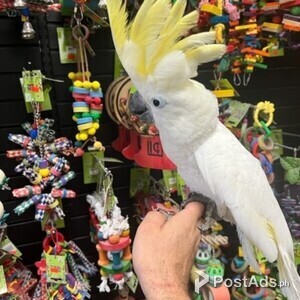 Umbrella Cockatoo young babie | PostAds PH