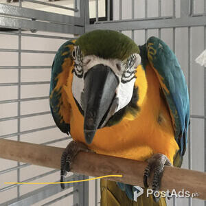 Hyacinth Blue and Gold Macaw Parrots | PostAds PH