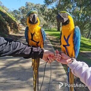 Blue and Gold Macaw Parrots | PostAds PH