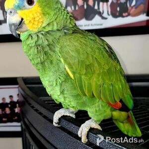 Double yellow headed Amazon parrot | PostAds PH