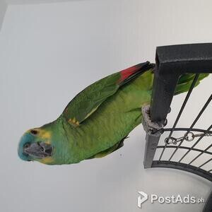 Gorgeous talking amazon parrot | PostAds PH
