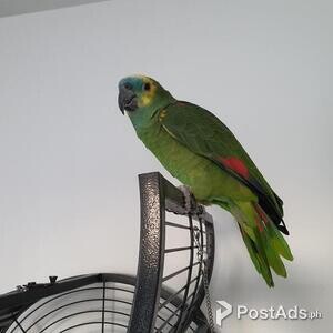 Stunning Baby Amazon Parrots | PostAds PH