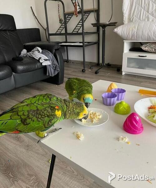 Amazon parrot 1 year old femlae