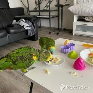 Amazon parrot 1 year old femlae | PostAds PH