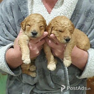 Goldendoodle Puppies/ | PostAds PH