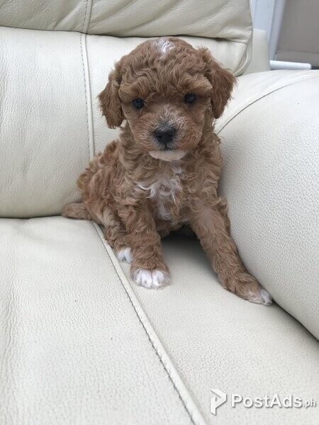 Beautiful Maltipoo Puppies/