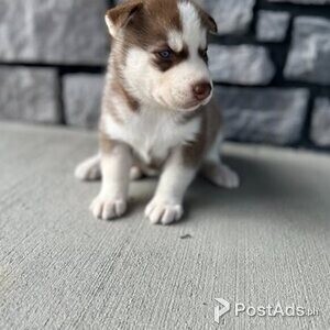 Registered Siberian Huskies/ | PostAds PH