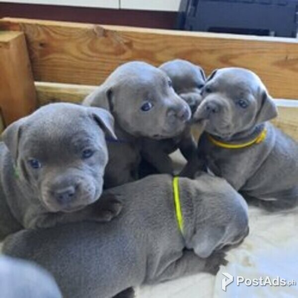 Staffordshire Bull Terrier Puppies/
