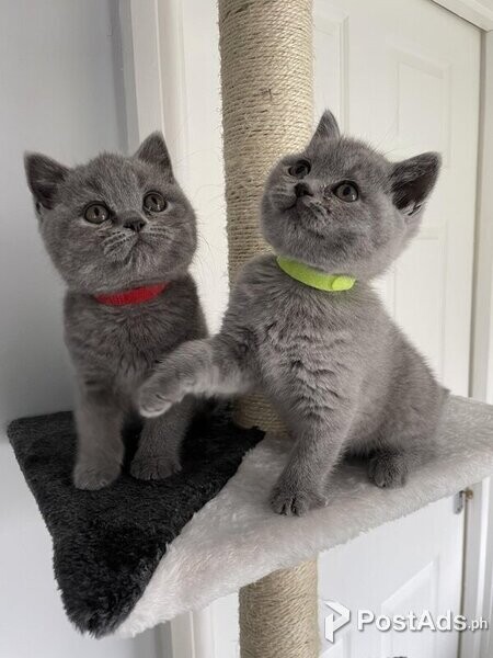 British Shorthairs Available 2 Left
