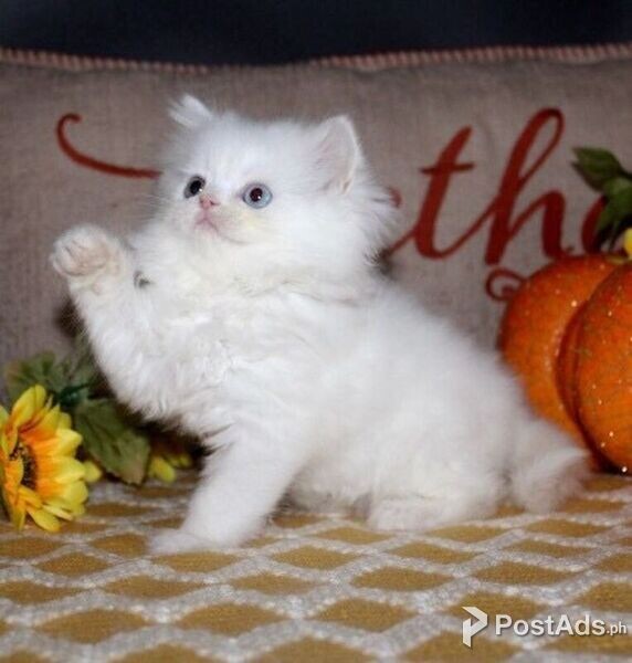 Short Legs Munchkin kittens 2 Left