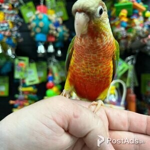 High Pineaple green cheek conure | PostAds PH