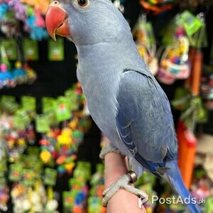 Violet Indian Ringneck parrots | PostAds PH