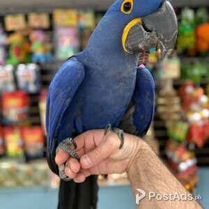 Two Hyacinth Macaw parrots male | PostAds PH