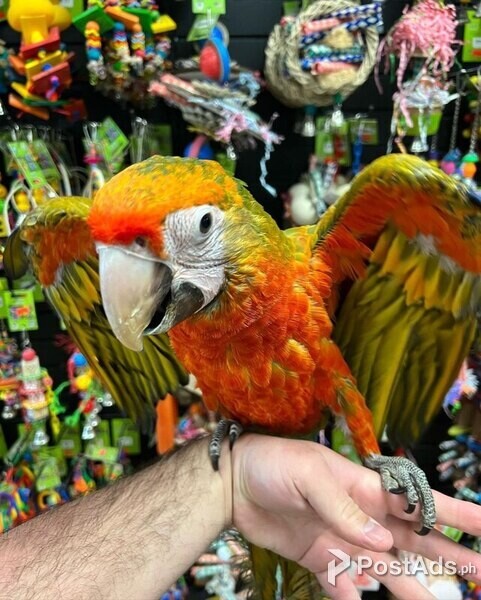 TROPICANA MACAW PARROTS 