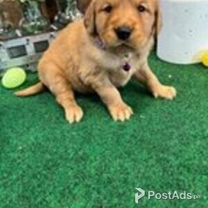 golden retriever puppy | PostAds PH
