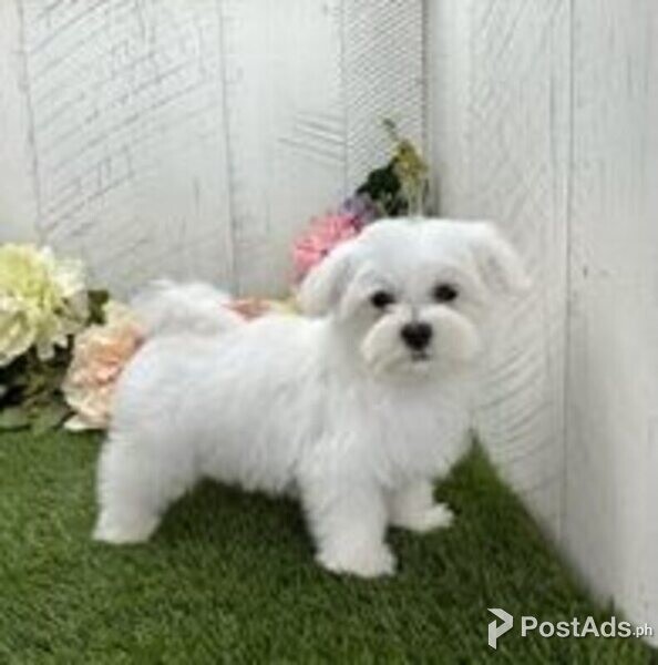 maltese puppies