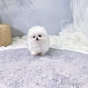 pomeranian puppies | PostAds PH