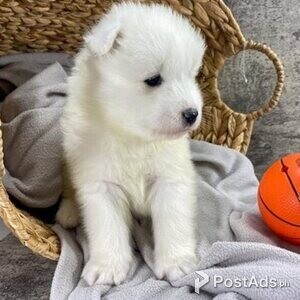 Samoyed puppies ready | PostAds PH