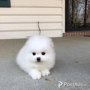 Pomeranian puppy girl/ | PostAds PH