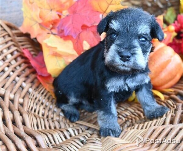 Miniature Schnauzer Puppies