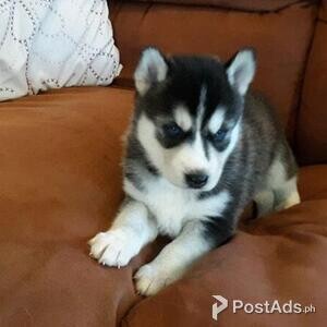 Registered Siberian Huskies | PostAds PH