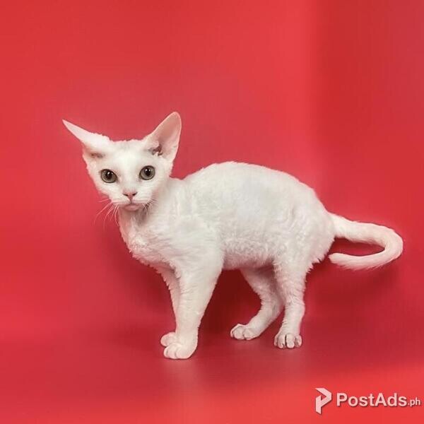 Pedigree Devon Rex Kittens
