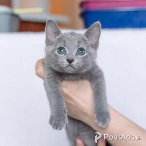 Pedigree Russian blue kitten | PostAds PH