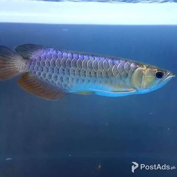 Blue Base Arowana Fish