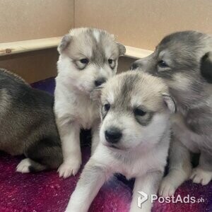 Alaskan Malamute puppies.. | PostAds PH