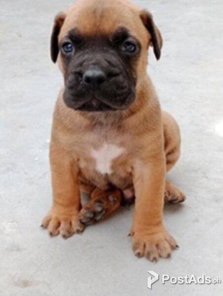 Boerboel puppies..
