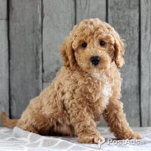 Cavachon puppies.. | PostAds PH