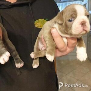 Boston terrier puppies.. | PostAds PH