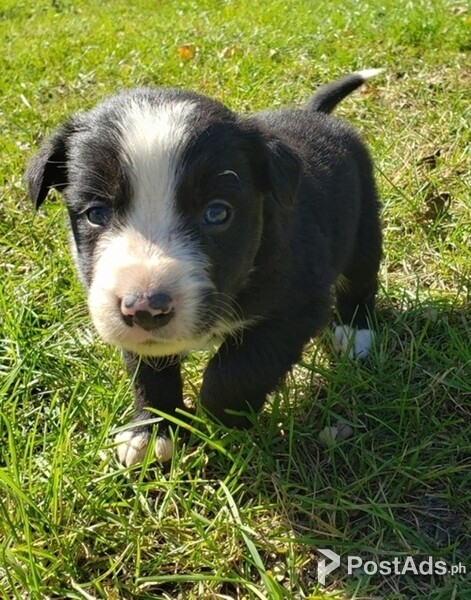 3 month border collie pup..
