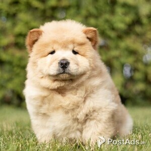Adorable Chow Chow Puppies | PostAds PH