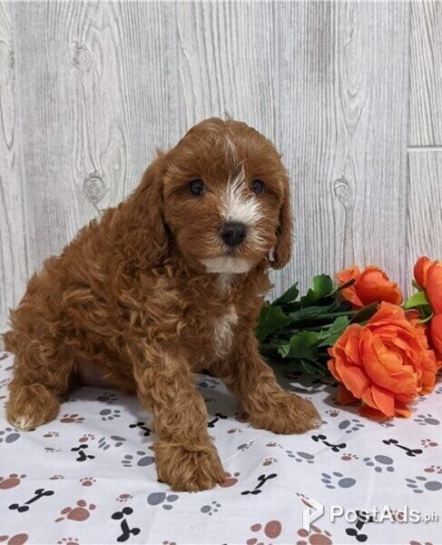 F1 cavapoo puppies - Larry Sao | PostAds.ph