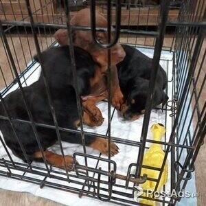 Doberman Pinscher puppies.. | PostAds PH
