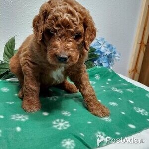 Goldendoodle Puppies.. | PostAds PH