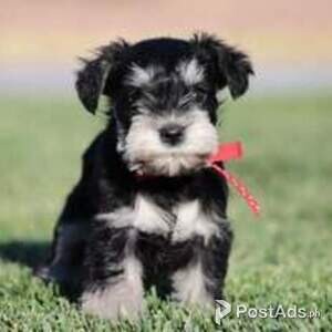 Giant Schnauzers Puppies.. | PostAds PH