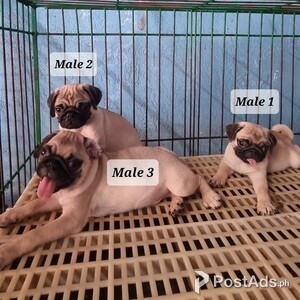 Compact Pug | PostAds PH