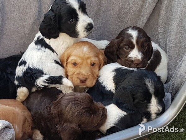 English Cocker Spaniel Puppies for sale 