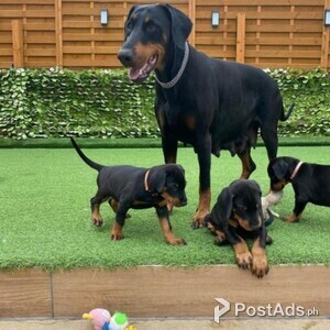Beautiful Doberman puppies Available | PostAds PH