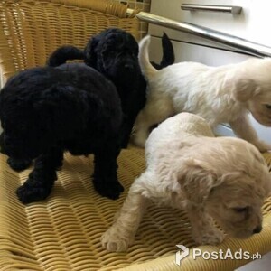 Awesome Labrador puppies ready to leave | PostAds PH